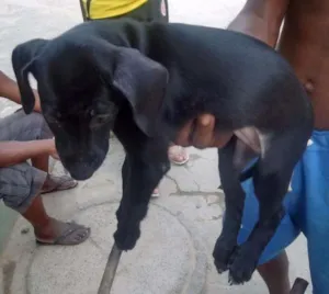 Cachorro raça Não sei idade 2 a 6 meses nome Sem nome 