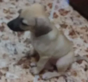 Cachorro raça Não sei idade 2 a 6 meses nome Sem nome 