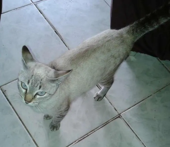 Gato ra a Siamês idade 2 anos nome Hedria