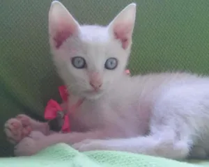 Gato raça Vira lata idade Abaixo de 2 meses nome Sem Nome
