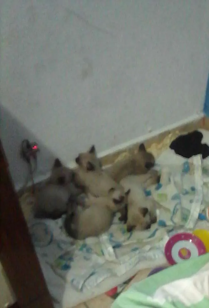Gato ra a Siames idade 2 a 6 meses nome Sem nome 