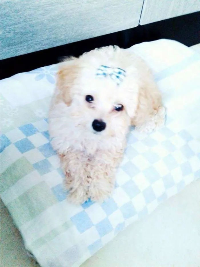 Cachorro raça Poodle idade 7 a 11 meses nome Mel