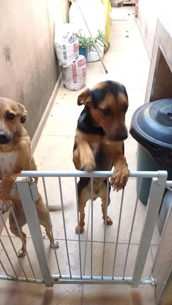 Cachorro ra a Vira lata idade 1 ano nome Thor.   Kira