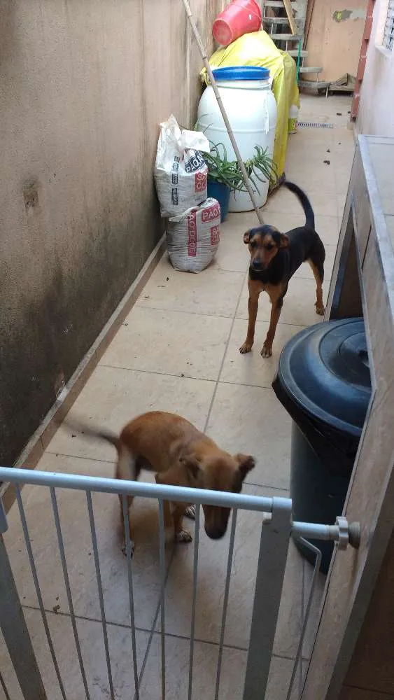 Cachorro ra a Vira lata idade 1 ano nome Thor.   Kira