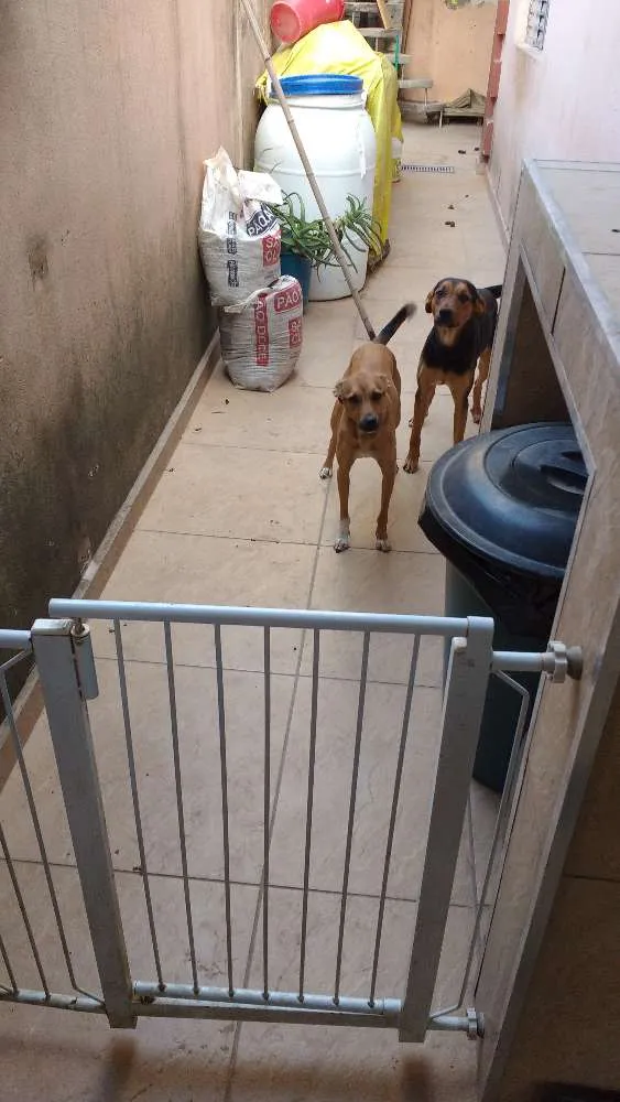 Cachorro ra a Vira lata idade 1 ano nome Thor.   Kira