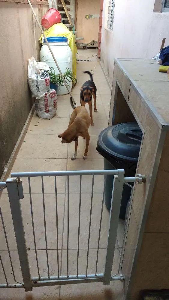 Cachorro ra a Vira lata idade 1 ano nome Thor.   Kira