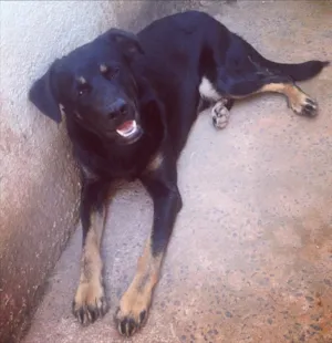 Cachorro raça Labrador  idade 7 a 11 meses nome Fred