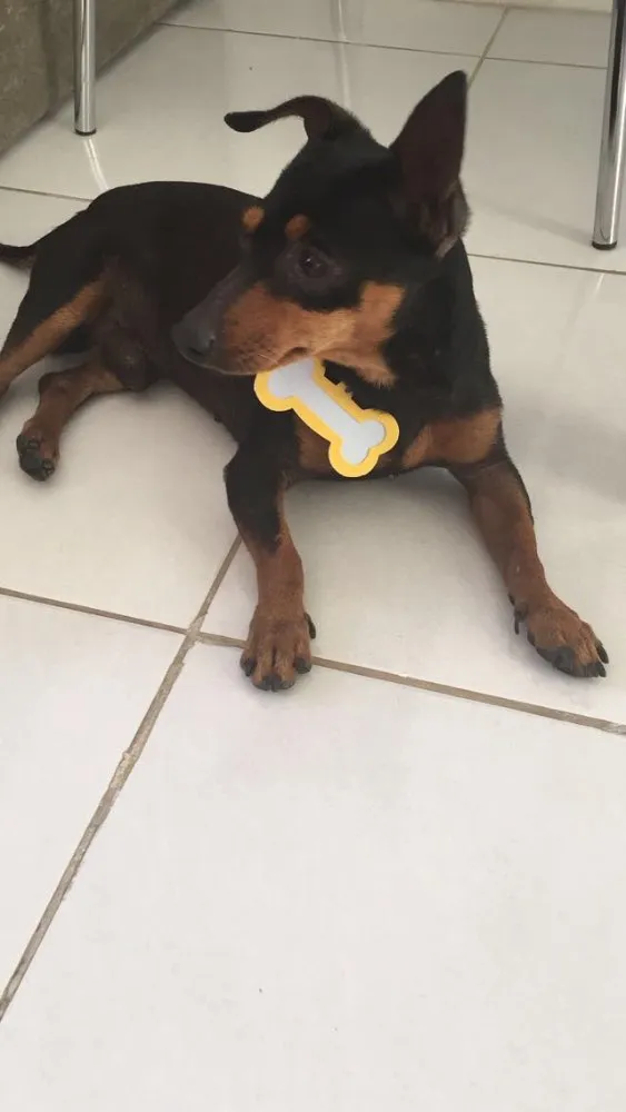 Cachorro raça Pinscher idade 2 anos nome Pretinho