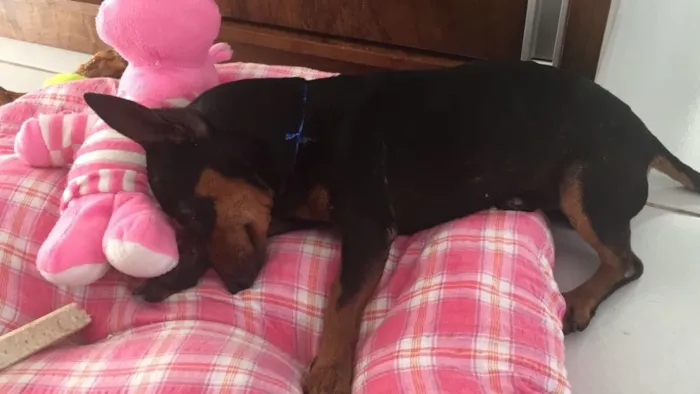 Cachorro raça Pinscher idade 2 anos nome Pretinho