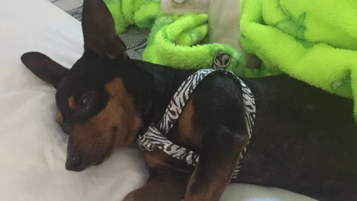 Cachorro raça Pinscher idade 2 anos nome Pretinho