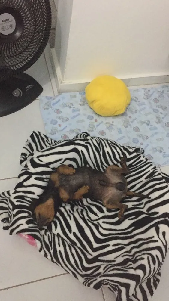 Cachorro raça Pinscher idade 2 anos nome Pretinho