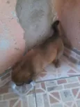 manu
