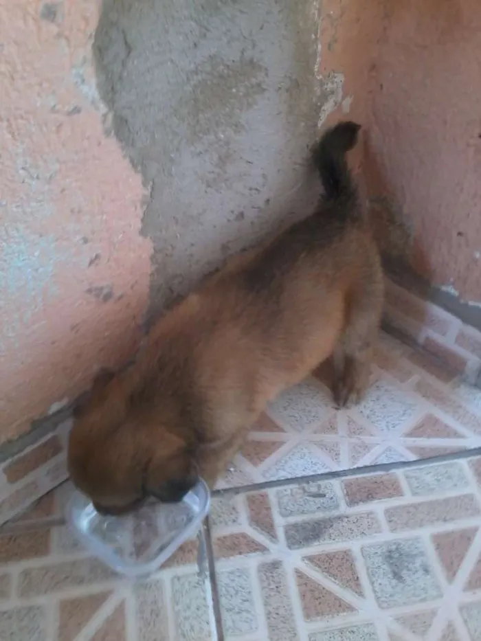 Cachorro ra a srd idade Abaixo de 2 meses nome manu