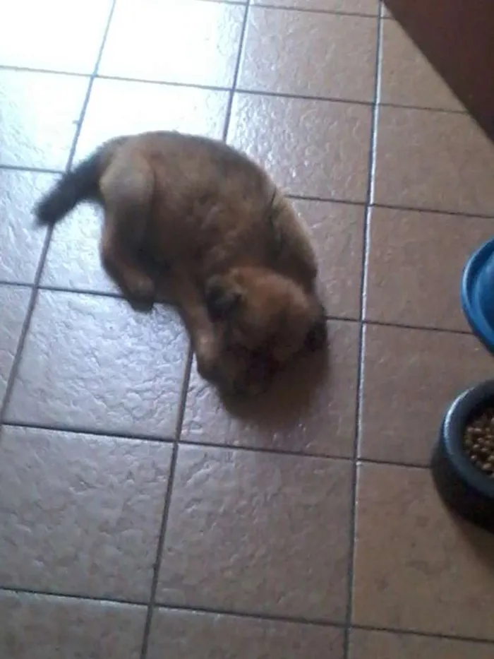 Cachorro ra a srd idade Abaixo de 2 meses nome manu