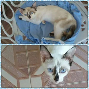 Gato raça S. R. D idade 2 a 6 meses nome Natalina