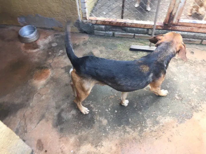 Cachorro ra a SRD idade 4 anos nome Billy