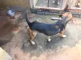 Billy