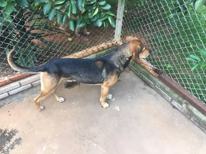 Cachorro ra a SRD idade 4 anos nome Billy