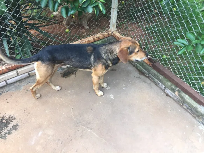 Cachorro ra a SRD idade 4 anos nome Billy