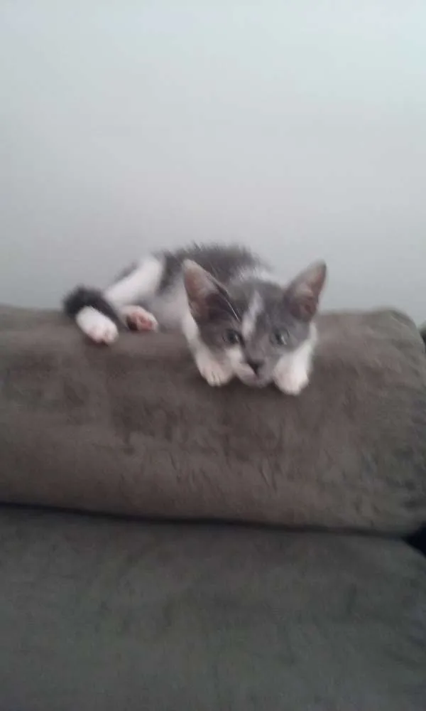 Gato ra a SRD idade Abaixo de 2 meses nome Bambam