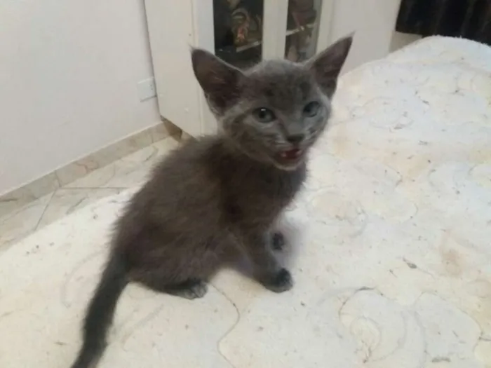 Gato ra a srd idade Abaixo de 2 meses nome sem nome