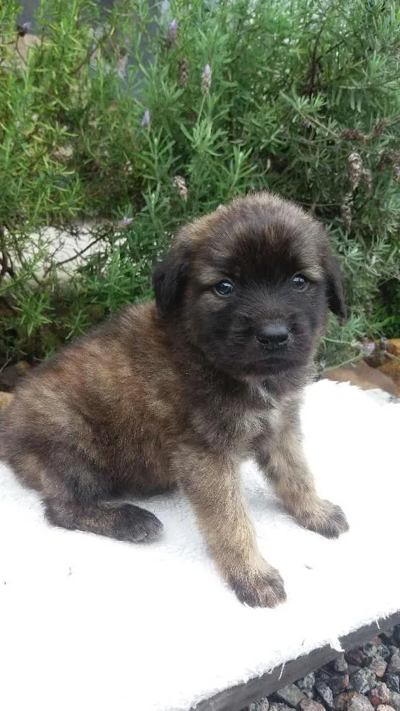 Cachorro ra a RND idade Abaixo de 2 meses nome Thyson