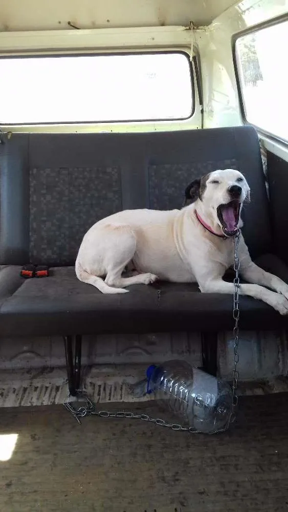 Cachorro ra a Srd idade 5 anos nome Nega