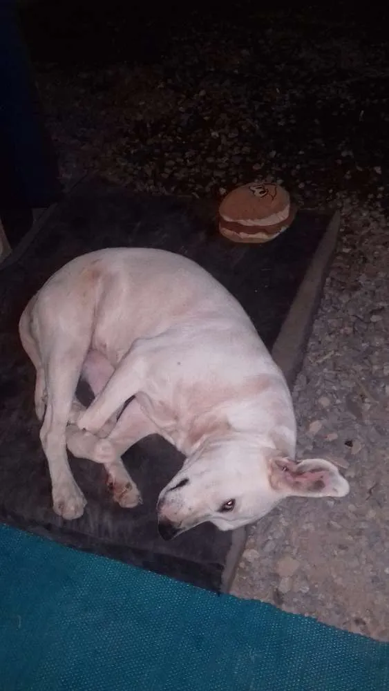 Cachorro ra a Srd idade 5 anos nome Nega