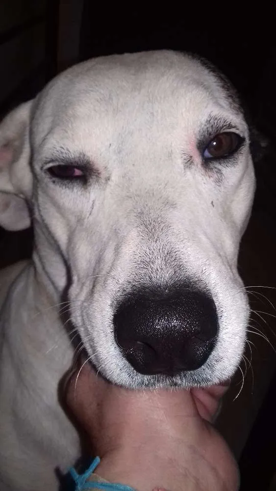 Cachorro ra a Srd idade 5 anos nome Nega