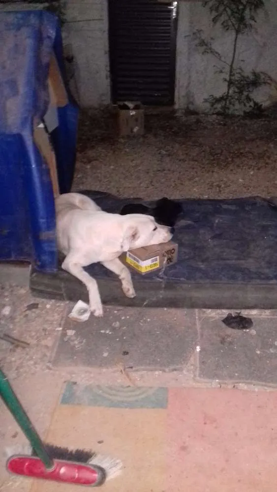 Cachorro ra a Srd idade 5 anos nome Nega