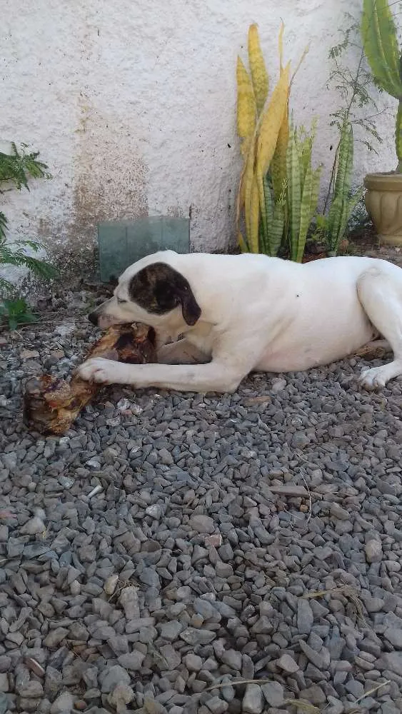 Cachorro ra a Srd idade 5 anos nome Nega