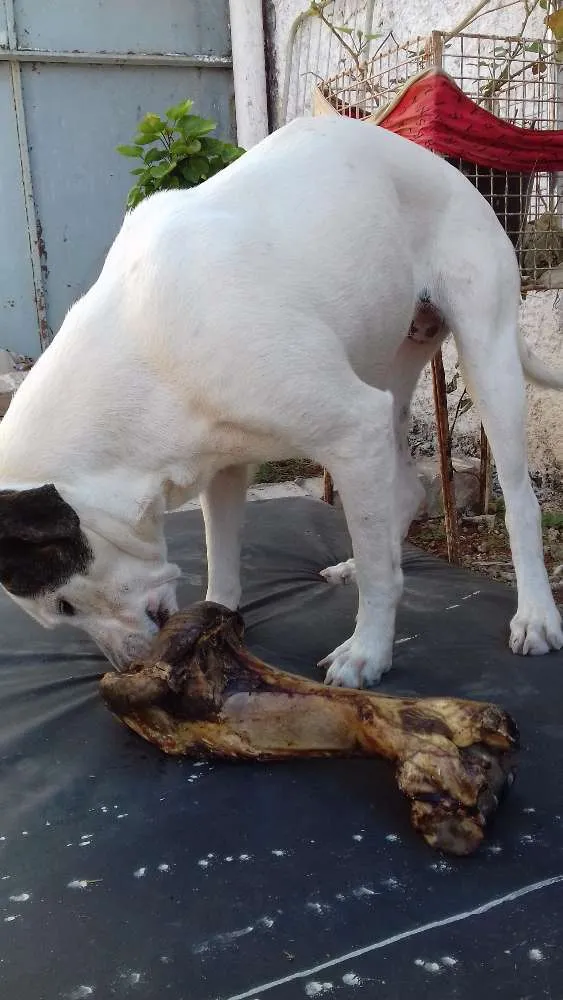 Cachorro ra a Srd idade 5 anos nome Nega