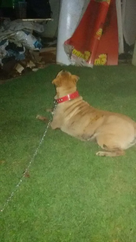 Cachorro ra a Sharpei idade 6 ou mais anos nome Sofia