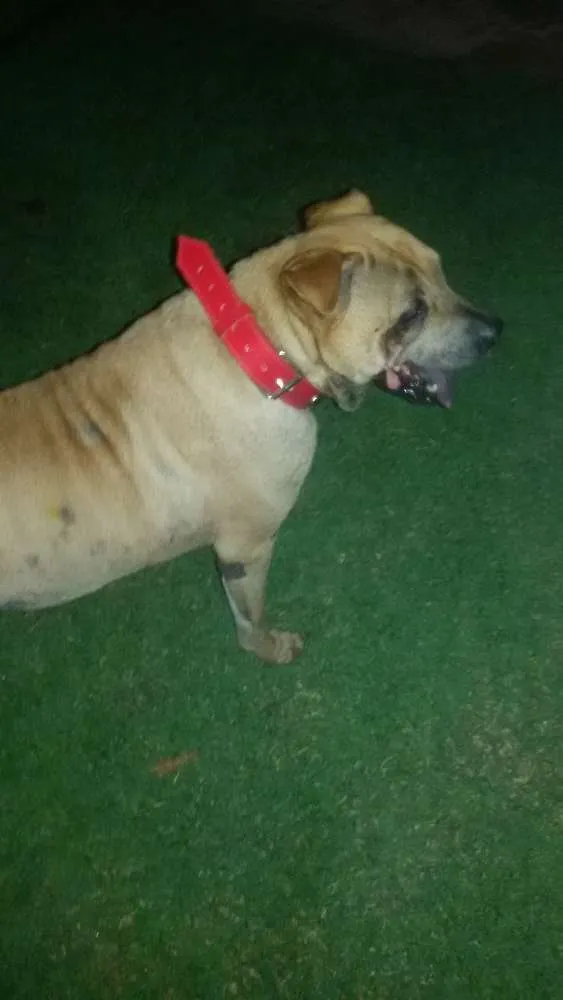 Cachorro ra a Sharpei idade 6 ou mais anos nome Sofia