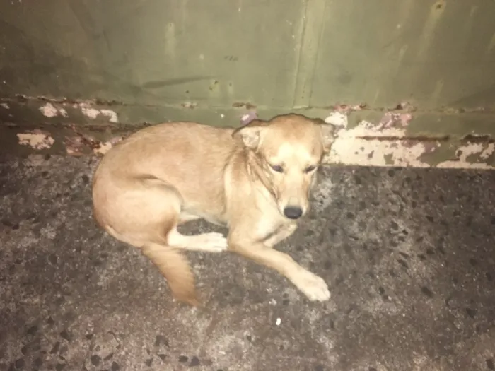 Cachorro ra a Vira Lata idade 7 a 11 meses nome Um Chamasse Max
