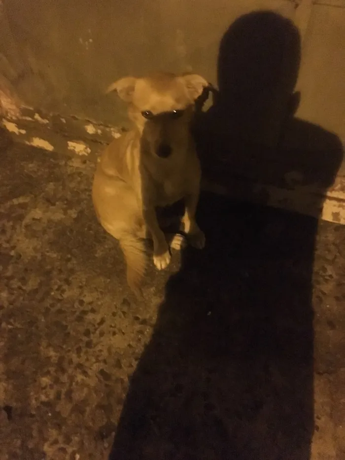 Cachorro ra a Vira Lata idade 7 a 11 meses nome Um Chamasse Max