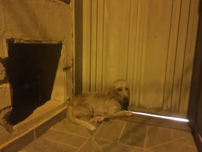 Cachorro ra a Vira Lata idade 7 a 11 meses nome Um Chamasse Max