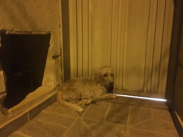 Cachorro ra a Vira Lata idade 7 a 11 meses nome Um Chamasse Max
