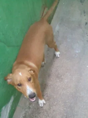 Cachorro raça Vira-Lata idade 2 a 6 meses nome Grandão