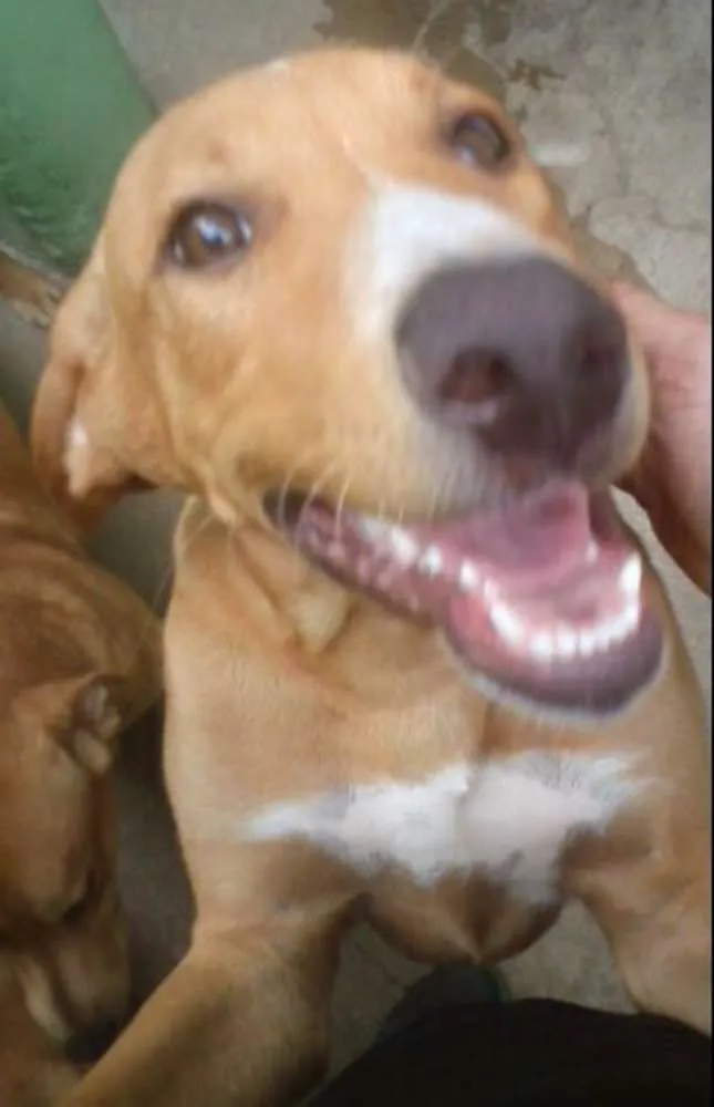 Cachorro ra a Vira-Lata idade 2 a 6 meses nome Grandão