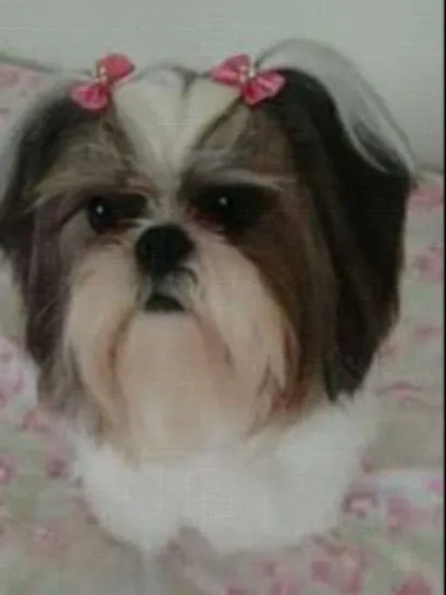 Cachorro raça Shihtzu idade 1 ano nome Marye