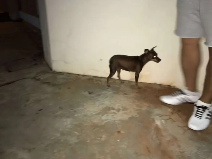 Cachorro ra a Pincher idade  nome Desconhecido