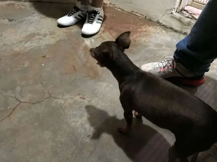 Cachorro ra a Pincher idade  nome Desconhecido