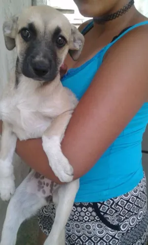 Cachorro raça pastor belga com vira lata idade 2 a 6 meses nome Sem nome