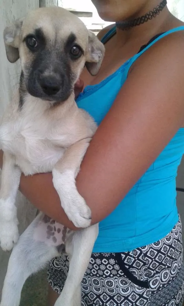 Cachorro ra a pastor belga com vira lata idade 2 a 6 meses nome Sem nome
