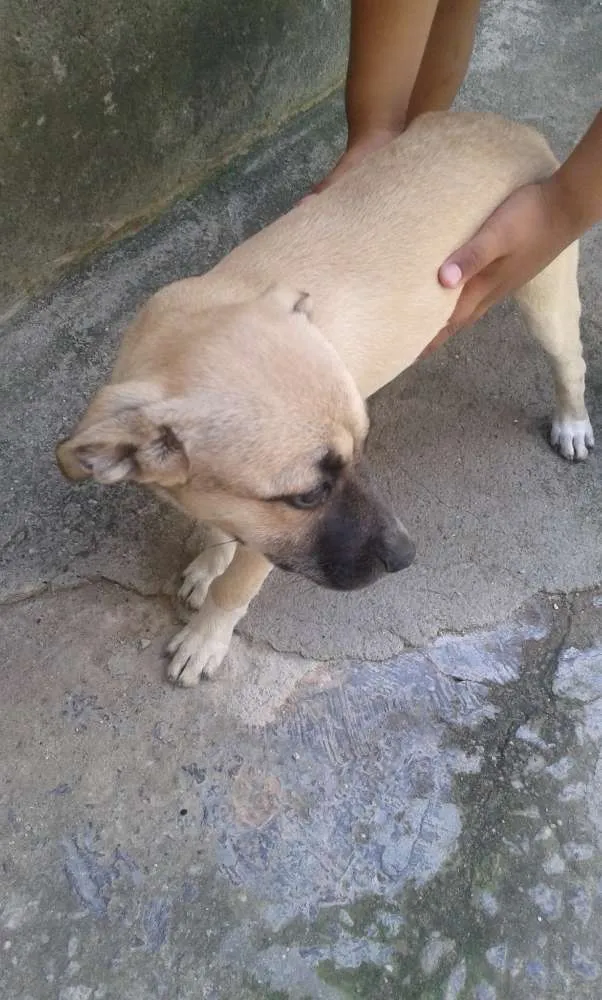 Cachorro ra a pastor belga com vira lata idade 2 a 6 meses nome Sem nome