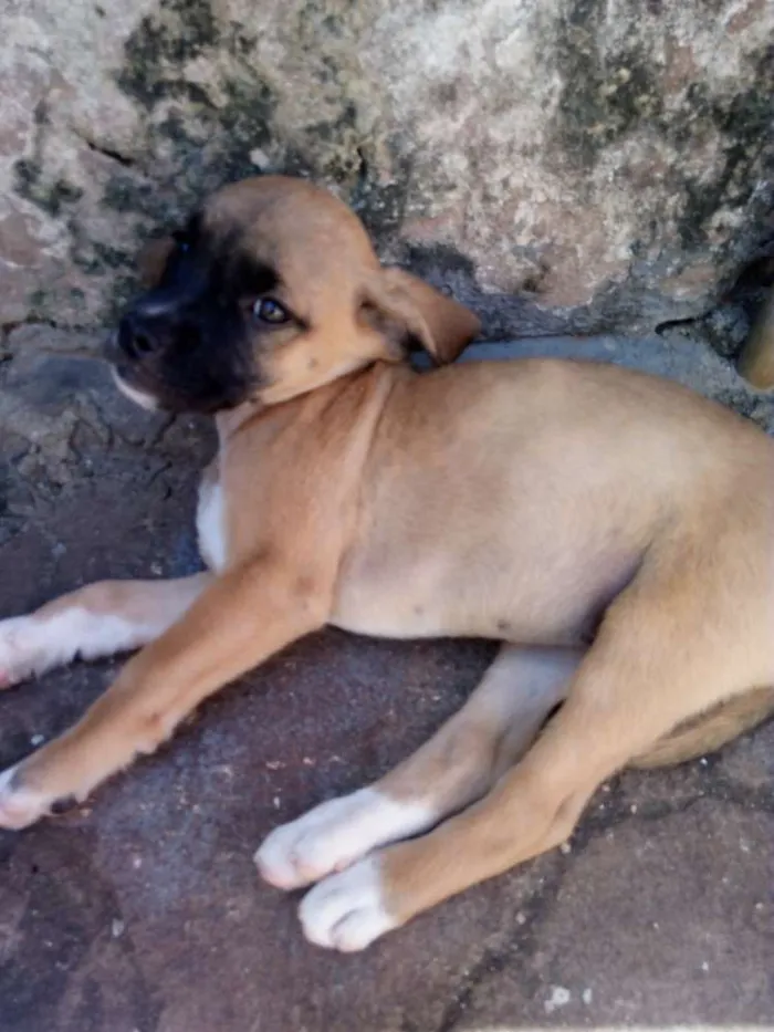 Cachorro ra a Vira lata idade Abaixo de 2 meses nome Não tem nome