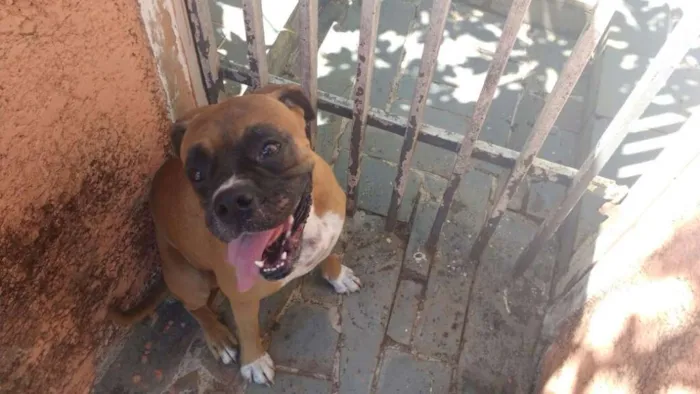 Cachorro ra a boxer idade 1 ano nome Sjrp- Boa Vista