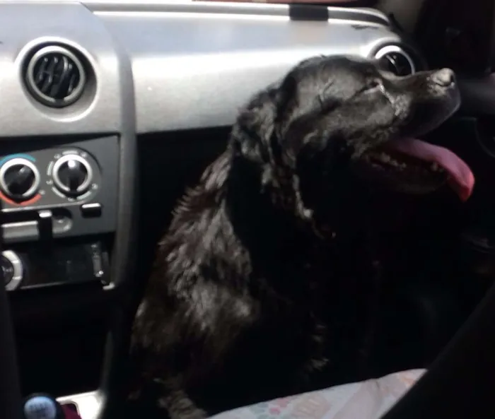 Cachorro ra a SRD idade 5 anos nome sem nome