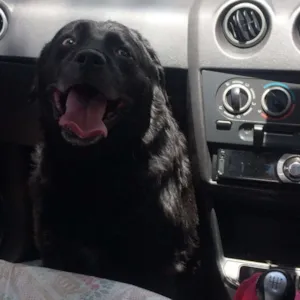 Cachorro raça SRD idade 5 anos nome sem nome